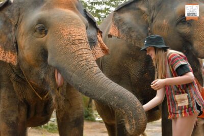 Phuket: Elephant Jungle Sanctuary Ethical Feeding Experience - From Elephant Jungle Cafe to the Feeding Area in About One Hour