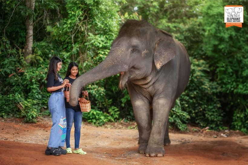 Phuket: Elephant Jungle Sanctuary Ethical Feeding Experience - Your Guide Makes (and Breaks) the Experience