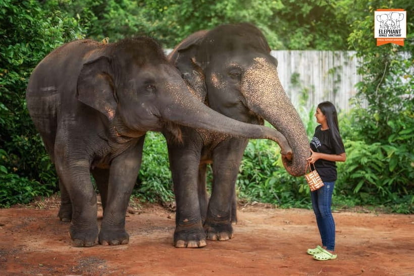Phuket: Elephant Jungle Sanctuary Ethical Feeding Experience - Timing, Duration, and Group Size: Getting the Best Hour