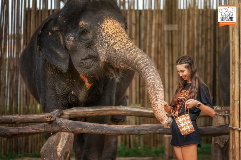 Phuket: Elephant Jungle Sanctuary Ethical Feeding Experience - Price and Value: Is $28 Worth It?