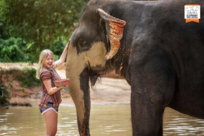 Phuket: Elephant Jungle Sanctuary Half-Day Visit with Meal - Feeding bananas and sugar cane, then walking with free-roaming elephants