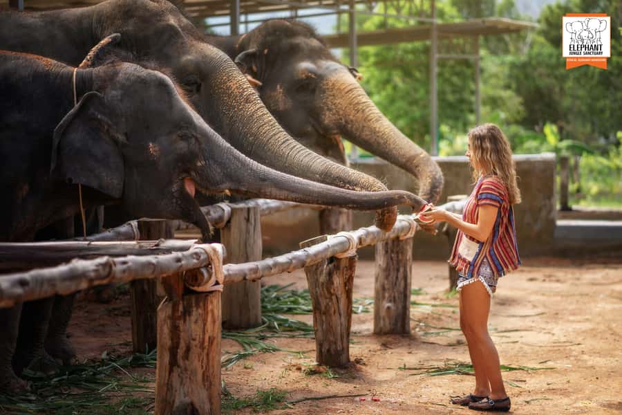 Phuket: Elephant Jungle Sanctuary Half-Day Visit with Meal - Thai meal included: traditional food plus the chance to learn pad Thai