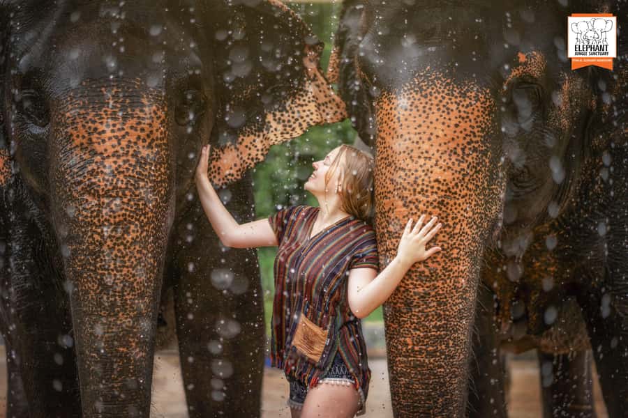 Phuket: Elephant Jungle Sanctuary Half-Day Visit with Meal - Who this half-day elephant visit fits best