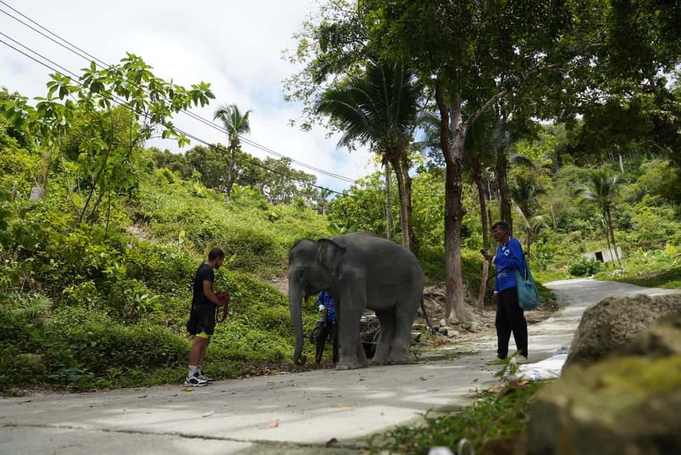 Phuket: Elephant Sanctuary Guided Tour with Hotel Transfers - Should you book this Phuket elephant sanctuary tour?