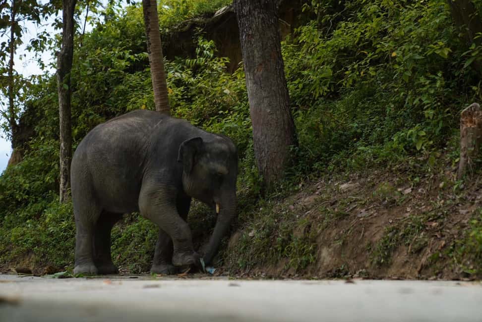 Phuket: Elephant Sanctuary Guided Tour with Hotel Transfers - Photos, touch, and expectations you should set now