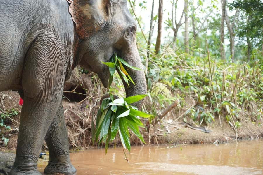 Phuket: Elephant Sanctuary Tour, Cooking Class & Lunch - Should you book?