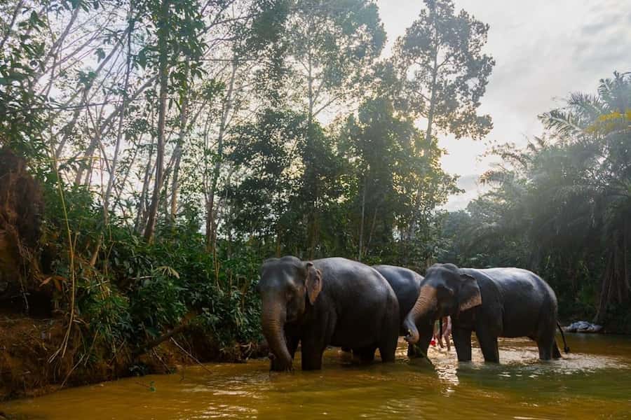 Phuket: Elephant Sanctuary Tour, Cooking Class & Lunch - Thai cooking class and lunch at 77 Soi Nam Tok Sai Rung