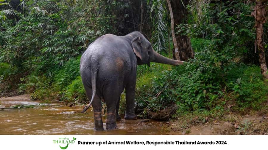 Phuket: Elephant Sanctuary Tour, Cooking Class & Lunch - Price and value: what $102 buys you in the real world