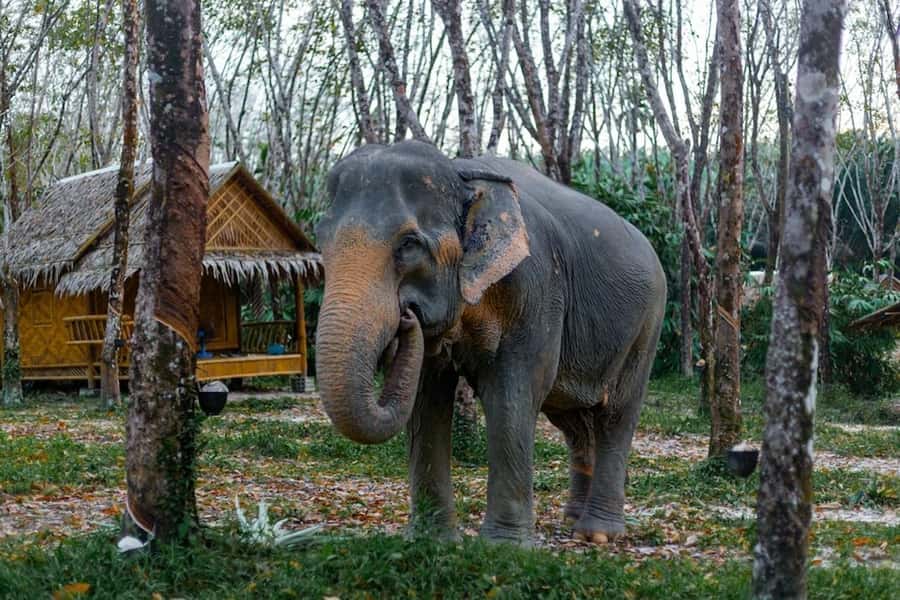 Phuket: Elephant Sanctuary Tour, Cooking Class & Lunch - Who should book this elephant sanctuary and Thai cooking day?