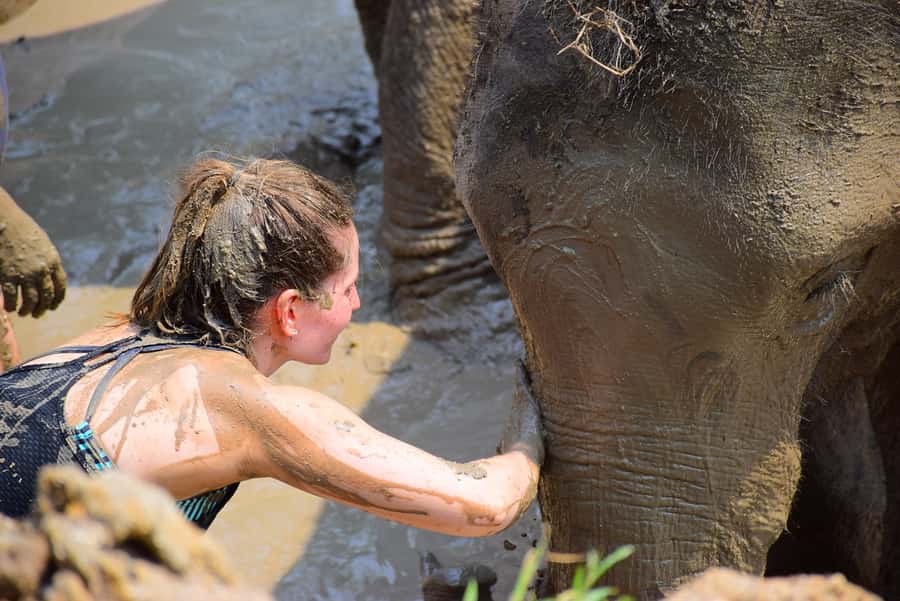 Phuket: Elephant Save & Care Program Tour - Key Things That Make This Elephant Program Special