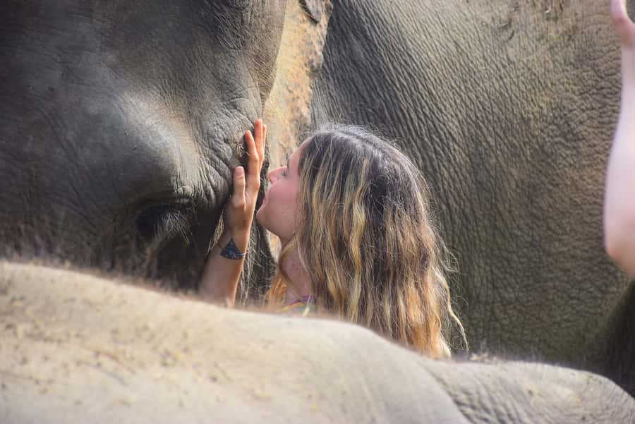 Phuket: Elephant Save & Care Program Tour - Morning vs Afternoon: How the Timing Actually Shapes the Day
