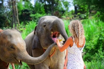 Phuket: Elephant Save & Care Program Tour - Price and Value: Is $83 Worth It in Phuket?