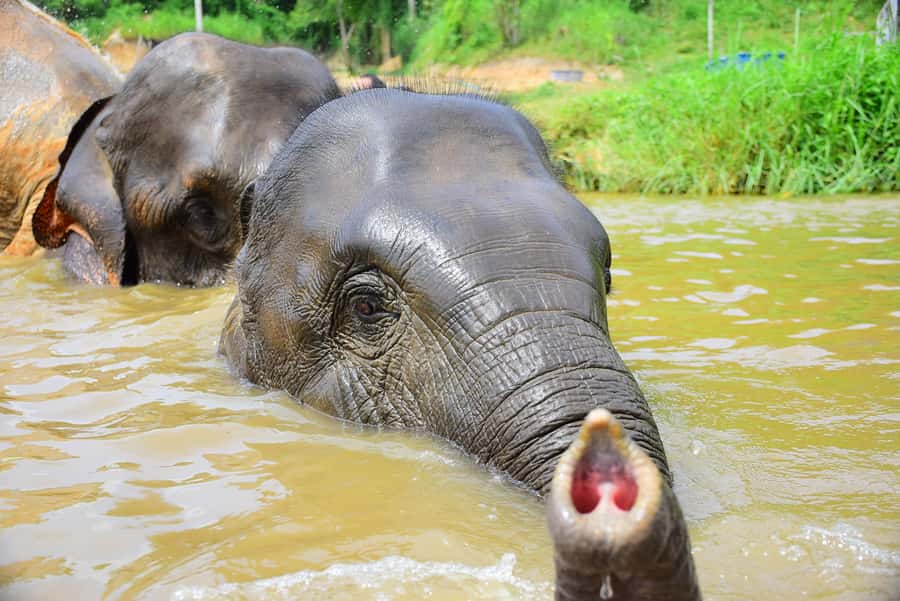 Phuket: Elephant Save & Care Program Tour - Bathing in the Natural Water Pool and the Elephant & Water Talk