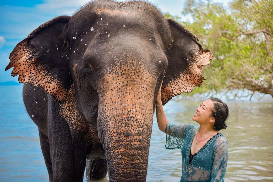 Phuket: Lily Elephant Half day Trip on the Beach with lunch - Key things I’d circle on your Phuket plan