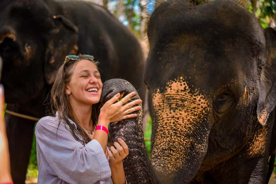 Phuket: Lily Elephant Half day Trip on the Beach with lunch - Wildlife viewing at the camp: the quiet start that matters