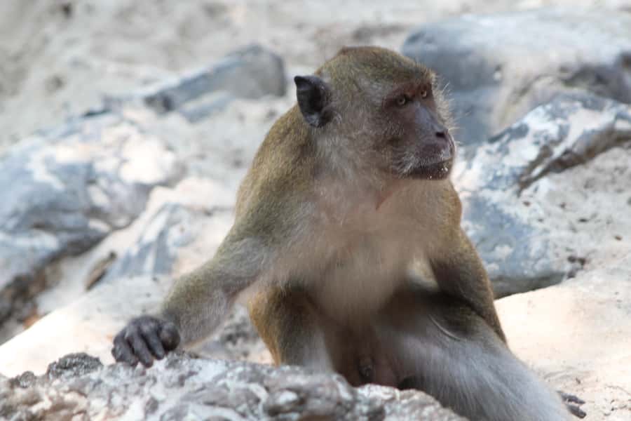 Phuket: Phi Phi Sunrise Boat Tour to Bamboo and Khai Island - Monkey Beach: quick views from the boat