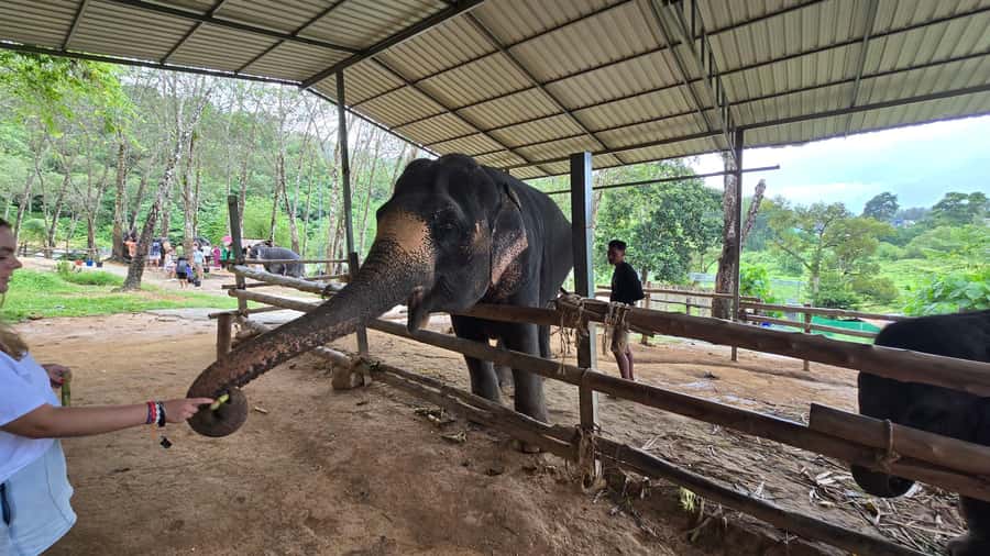 Phuket: Phuket Elephant Care Sanctuary ECO Tour - Key highlights worth showing up for