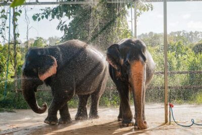 Phuket: Phuket Elephant Care Sanctuary ECO Tour - Getting there: hotel minivan pickup and an easy start