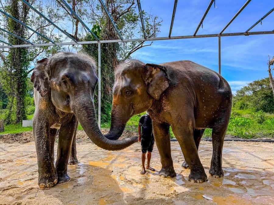 Phuket: Phuket Elephant Care Sanctuary ECO Tour - Price and value: what $70 buys (and what it avoids)