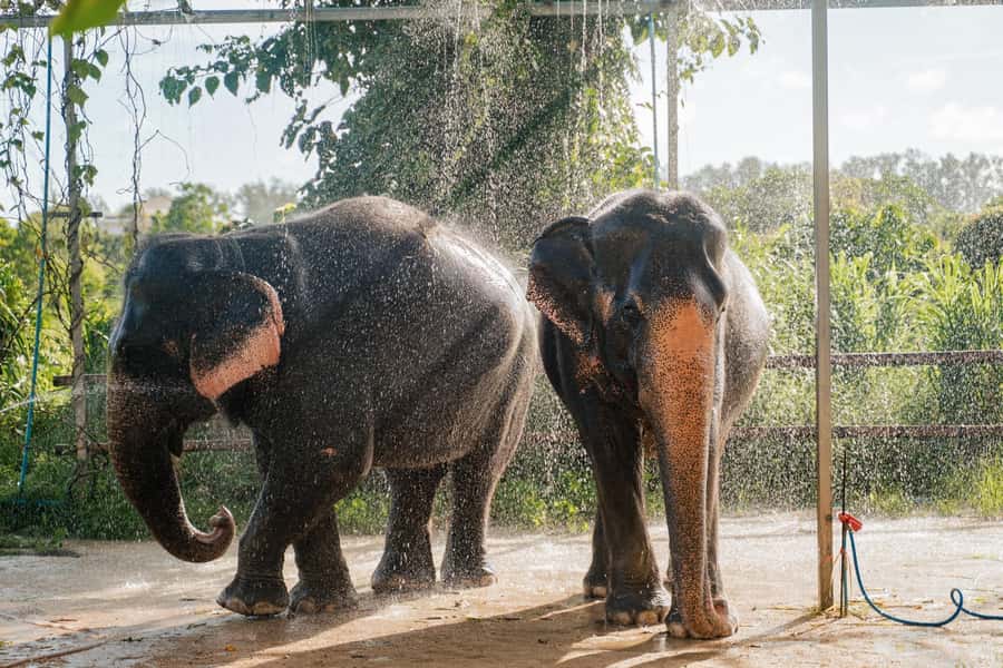 Phuket: Phuket Elephant Care Sanctuary ECO Tour - Getting there: hotel minivan pickup and an easy start