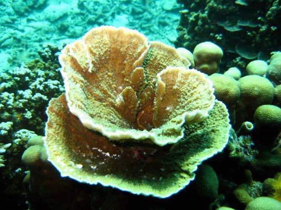 Samui: Angthong National Marine Park Day Trip by Speedboat - Beaches, snorkeling breaks, and the monkey factor