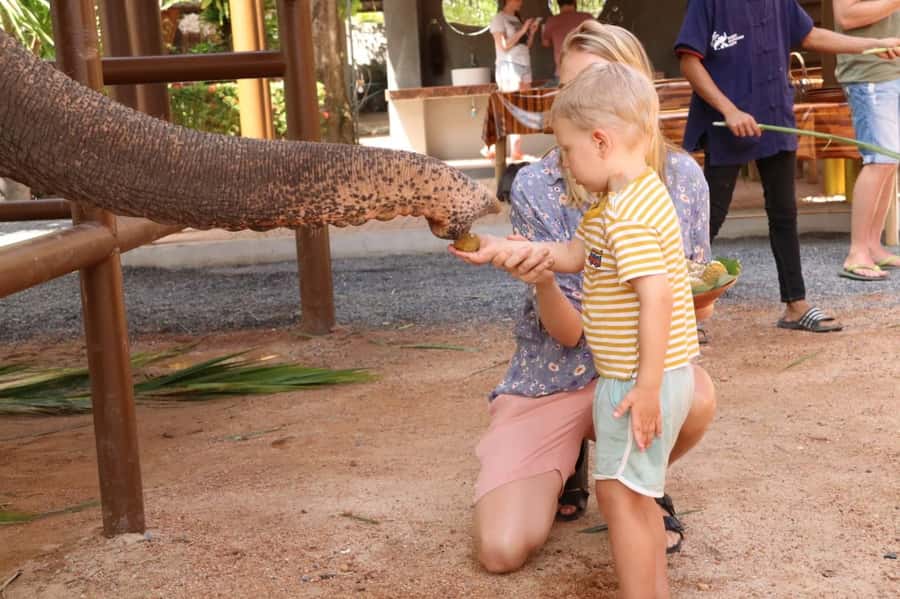 Samui: Elephant Nutrition and Care Education Experience - Samui Elephant Nutrition: The real reason this tour works