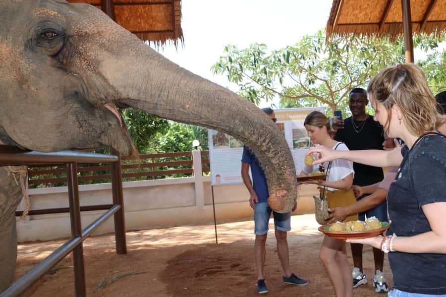 Samui: Elephant Nutrition and Care Education Experience - Enter Samui Elephant Home and hear the elephants’ real backgrounds