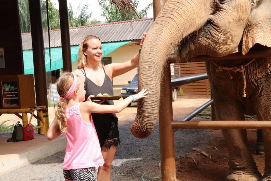 Samui: Elephant Nutrition and Care Education Experience - Nutrition lessons you’ll actually use on your next elephant conversation
