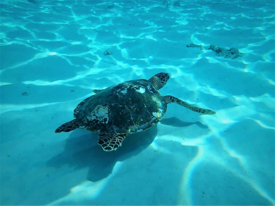 Similan Islands Early-Bird Tour From Phuket and Khao Lak! - Snorkeling at Similan: three stops, better odds