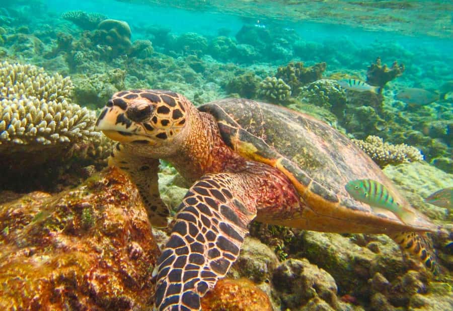 Similan Islands Early-Bird Tour From Phuket and Khao Lak! - Timing and transport: the long day starts before dawn